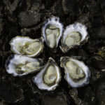 ArtyJ Photography | Commercial, Photography | Armstrong Oysters - Farmer Magazine | Commercial